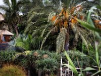 Oasis Park Fuerteventura DekaDeEs  (207)  OASIS PARK Fuerteventura 2016 fot. DeKaDeEs/Kroniki Poznania © ®